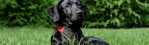 Dog & Cat Flaps in Oxfordshire